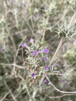 Salvia greatae.jpg