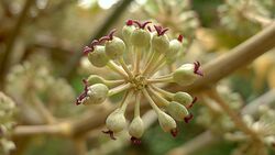 Schefflera morototoni flower.jpg