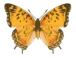 SeitzFaunaAfricanaXIIITaf31, Charaxes jahlusa.jpg