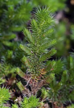 Selaginella hansenii (Hansen's spikemoss) (32939296454).jpg