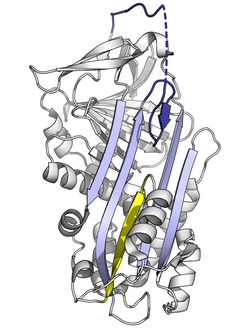 Serpin delta-conformation diagram