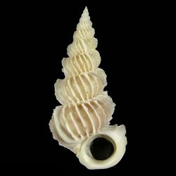 Shell Cirsotrema browni.jpg