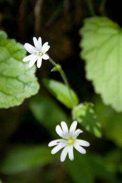 Slovenian mouse ear Cerastium subtriflorum (9003001220).jpg