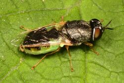 Soldier Fly - Odontomyia virgo, Meadowwood Farm SRMA, Mason Neck, Virginia.jpg