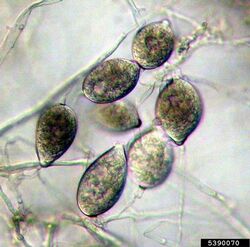 Sporangiospores.jpg