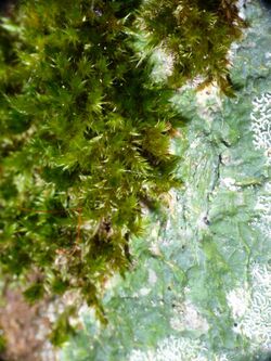 Spread of Garovaglia sp controlled by a crustaceous lichen 1.jpg