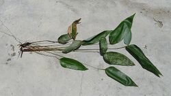Sucrea monophylla Soderstr. (8476290588).jpg