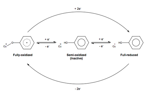 Redox scheme of GAOX and three oxidation states