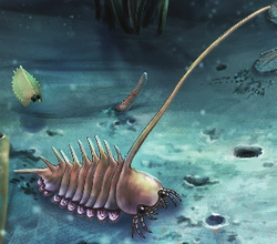 Thelxiope spinosa reconstruction.png