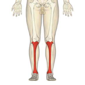 Tibia - frontal view.png