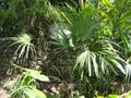 Trachycarpus oreophilus - Val Rahmeh - DSC04398.JPG