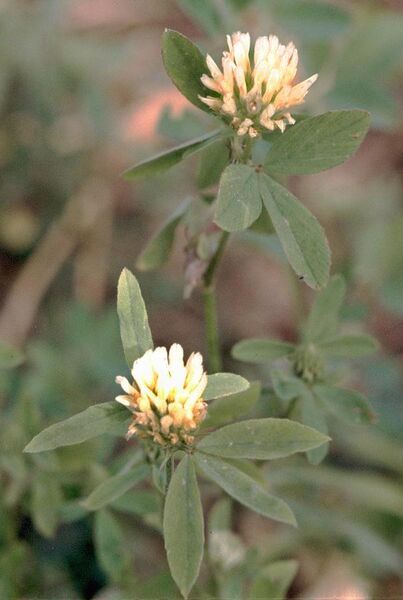 File:Trifolium alexandrinum eF.jpg