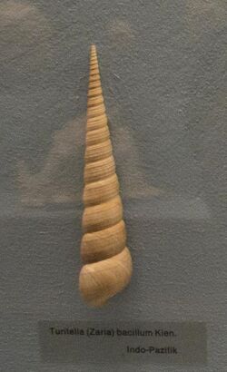 Turritella shells in Vienna Natural History Museum - IZE-2290d.jpg