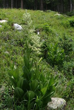 Veratrum californicum habitus1.jpg