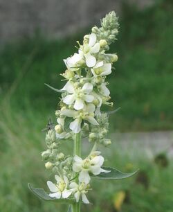 Verbascum lychnitis RF.jpg