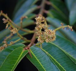 Virola surinamensis (Wild nutmeg) Paramin Trinidad 2.jpg