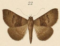 Voeltzkow-pl.6-fig.22-Amyna virbioides Pagenstecher, 1907.JPG