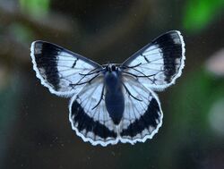 White looper moth (ventral crop).jpg
