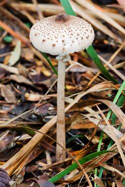 Wielangta Unidentified Fungus 5307.jpg
