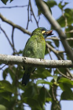 Yellow-eared Barbet - Meru Bethiri - East Java MG 7202 (29696590452).jpg