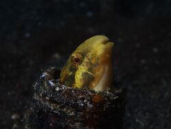 Yellow Sabretooth Blenny (Petroscirtes fallax) (15622946354).jpg