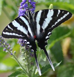 Zebra Swallowtail Megan McCarty10.jpg
