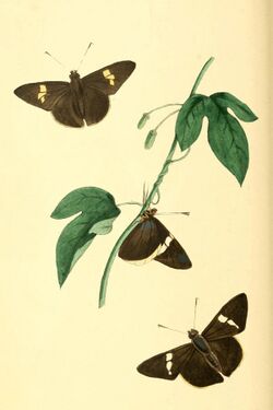 Zoological Illustrations Volume I Plate 40.jpg