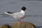 Čajka malá (Larus minutus) a (4834254958).jpg