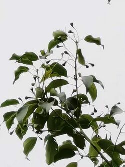 牛樟Cinnamomum kanehirae 20210503094855 10.jpg