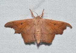 - 7659 – Lacosoma chiridota – Scalloped Sack-bearer Moth (female) (27416508630).jpg