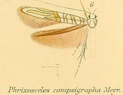 06-Phrixosceles campsigrapapha.JPG