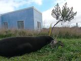 2021-04 Amsterdam Island - Subantarctic fur seal 15.jpg
