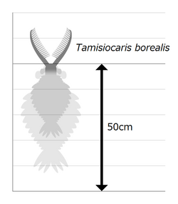 20210215 Tamisiocaris size.png
