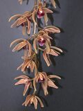 A and B Larsen orchids - Cymbidium devonianum DSCN8787.JPG