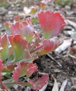 Adenanthos cuneatus prostrate form.jpg