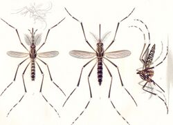 Aedes aegypti E-A-Goeldi 1905.jpg