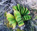 Aloe haemanthifolia of Western Cape mountaintops South Africa 3.JPG
