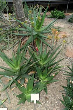 Aloe scobinifolia - Botanischer Garten - Heidelberg, Germany - DSC01341.jpg