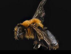 Andrena dunningi, F, side, MD, Harford County 2013-04-29-17.29 (41717251492).jpg