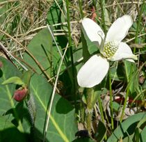 Anemopsis californica 1.jpg