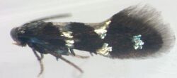 Antispila oinophylla male1.JPG