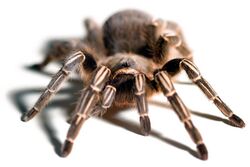 Aphonopelma seemanni front view.jpg