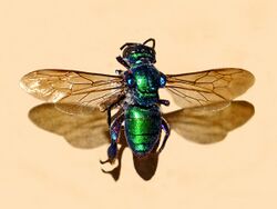 Apidae - Exaerete smaragdina.JPG