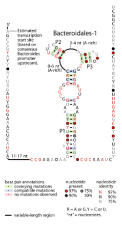 Bacteroidales-1-RNA.svg