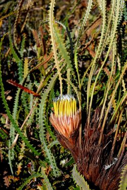 Banksia mimica flower.jpg