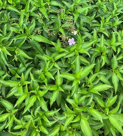 Barleria observatrix - Ebony Forest Chamarel 5.jpg