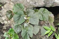 Begonia elnidoensis in-situ.jpg