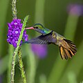 Blue-throated Goldentail.jpg