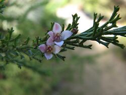 Boronia anemonifolia.jpg