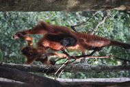 A mother orangutan with her offspring